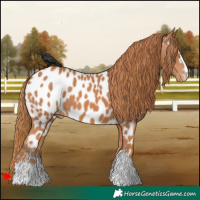 Horse Color:Chestnut Appaloosa