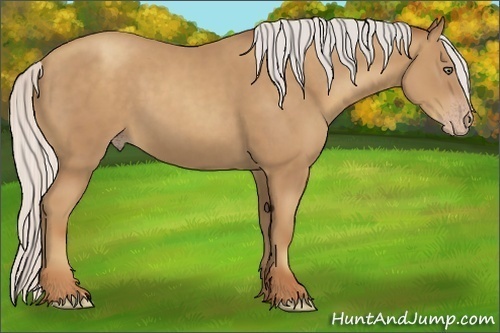 Horse Color:Silver Classic Champagne 