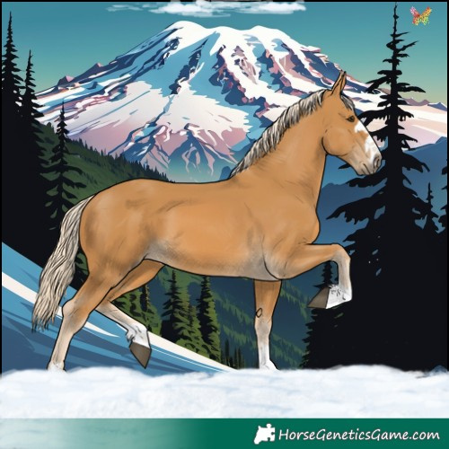 Horse Color:Palomino 