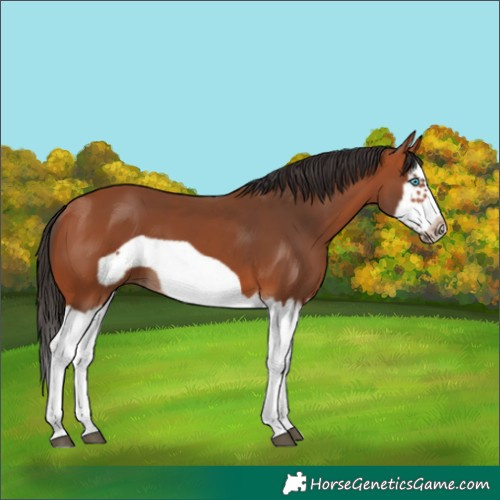 Horse Color:Bay Splash Frame 