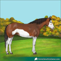 Horse Color:Bay Splash Frame