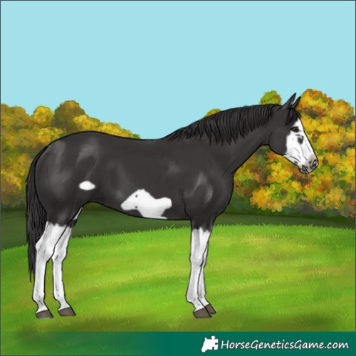 Horse Color:Smoky Black Splash Frame 