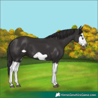 Horse Color:Smoky Black Splash Frame 
