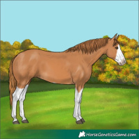 Horse Color:Chestnut Splash Frame 