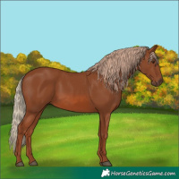 Horse Color:Chestnut 