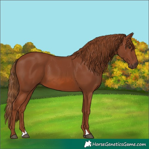 Horse Color:Chestnut 