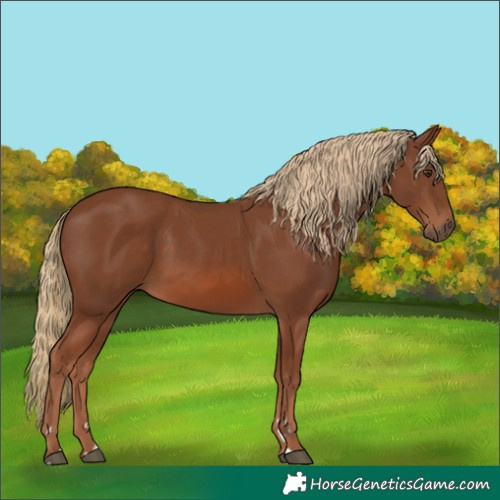 Horse Color:Chestnut 