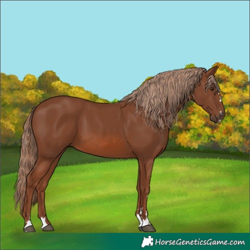 Horse Color:Chestnut 