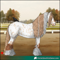 Horse Color:White Spotted Red Dun Near Leopard 