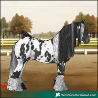Horse Color:White Spotted Black Near Leopard 