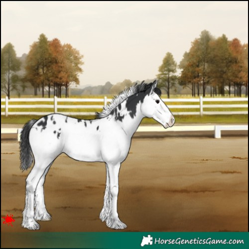 Horse Color:White Spotted Black Splash Appaloosa 