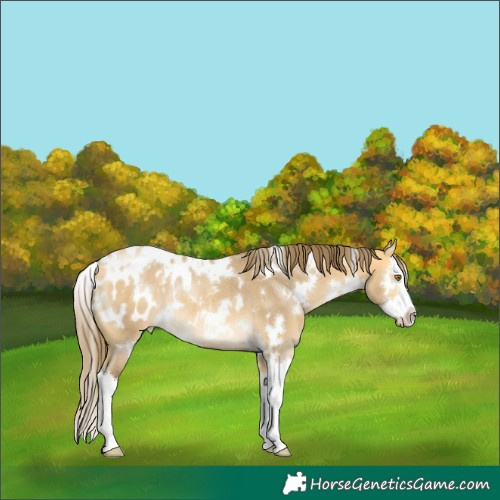 Horse Color:White Spotted Buckskin Dun Splash Appaloosa Rabicano 