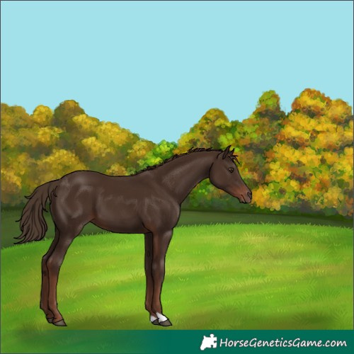 Horse Color:Liver Chestnut