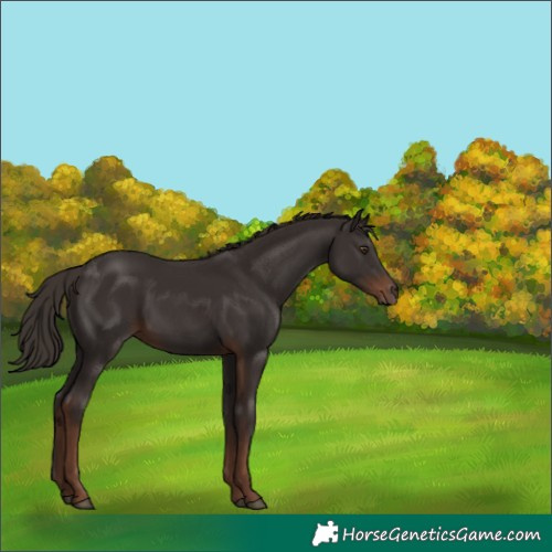 Horse Color:Liver Chestnut Rabicano 