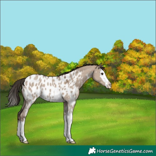 Horse Color:Liver Red Dun Sabino Splash Near Leopard 