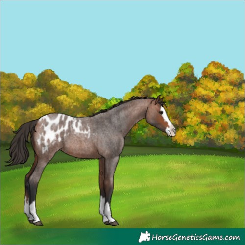 Horse Color:Bay Roan Splash Blanket