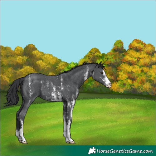 Horse Color:Black Sabino 