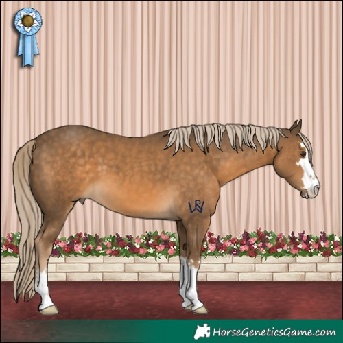 Horse Color:Chocolate Palomino 