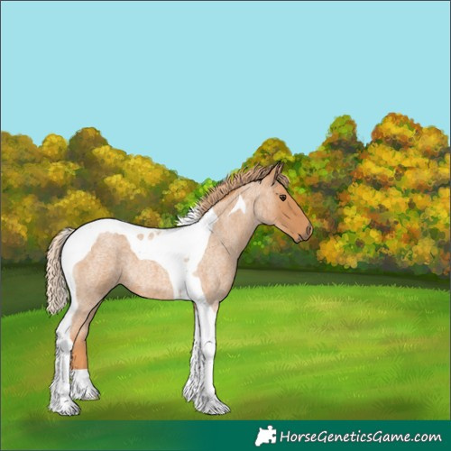 Horse Color:Red Roan Tobiano 