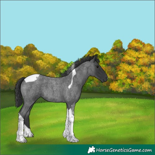 Horse Color:Blue Roan Tobiano 