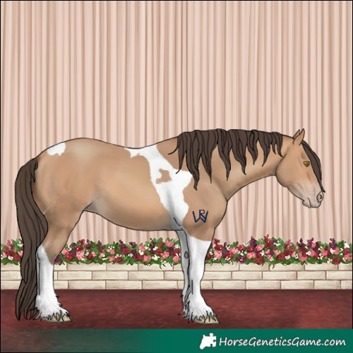 Horse Color:Amber Champagne Tobiano 