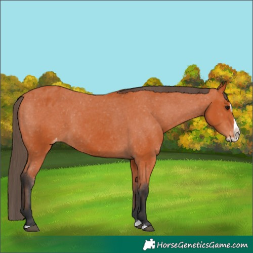 Horse Color:Bay Splash Appaloosa 