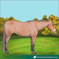 Horse Color:Bay Splash Appaloosa 