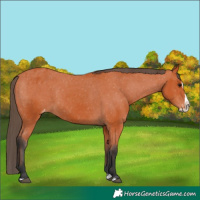 Horse Color:Bay Splash Appaloosa