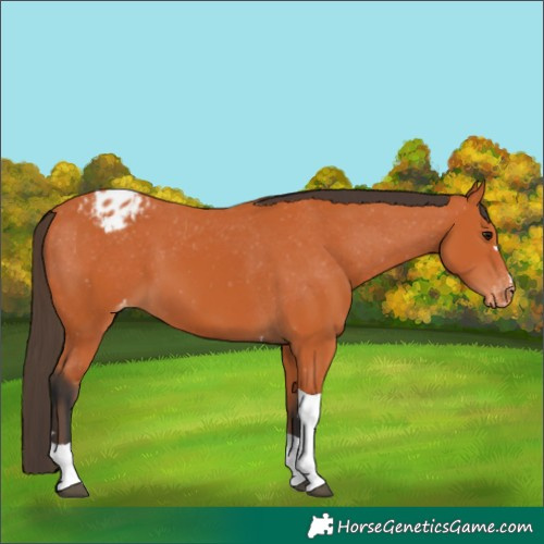 Horse Color:Bay Tobiano Appaloosa 