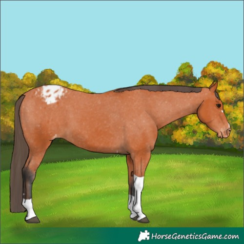 Horse Color:Bay Tobiano Varnish 