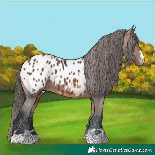 Horse Color:Bay Blanket