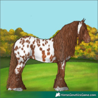 Horse Color:Chestnut Appaloosa 