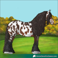 Horse Color:Brown Appaloosa 
