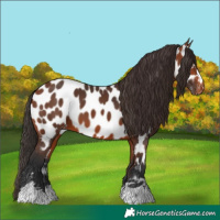 Horse Color:Bay Near Leopard