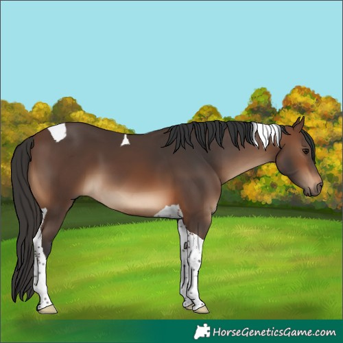 Horse Color:Brown Tobiano 