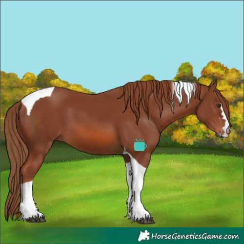 Horse Color:Chestnut Tobiano