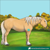 Horse Color:Palomino 