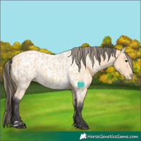 Horse Color:Buckskin  and Buckskin Near Leopard 