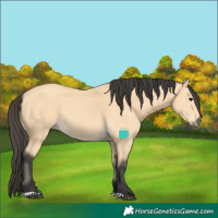 Horse Color:Buckskin 