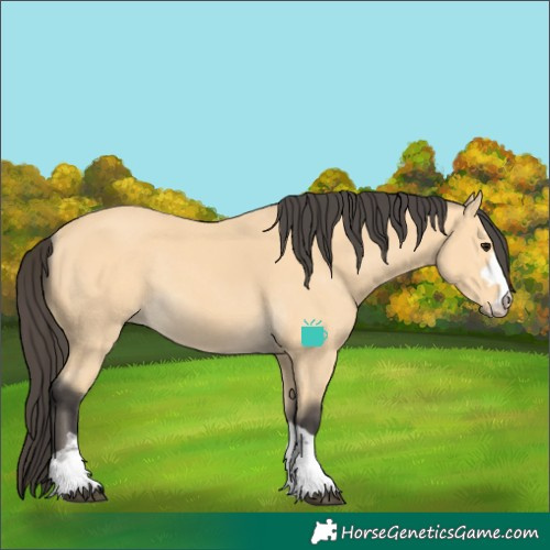Horse Color:Buckskin Rabicano