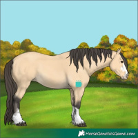 Horse Color:Buckskin Rabicano 