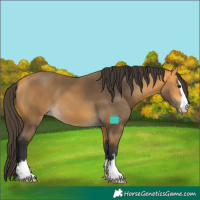 Horse Color:Buckskin 