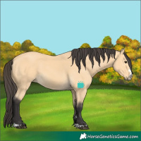 Horse Color:Buckskin 
