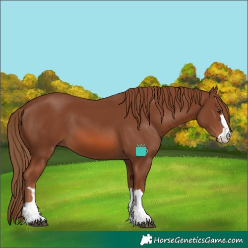 Horse Color:Chestnut 