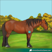 Horse Color:Bay 
