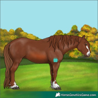 Horse Color:Chestnut 