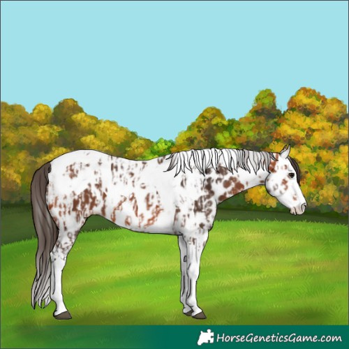 Horse Color:Bay Splash Tobiano Appaloosa and Bay Splash Tobiano Appaloosa