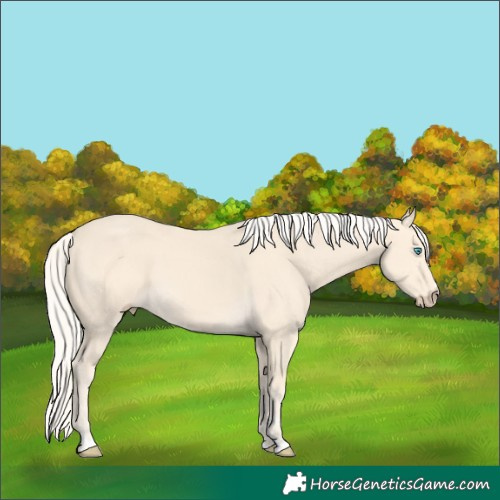 Horse Color:Cremello 