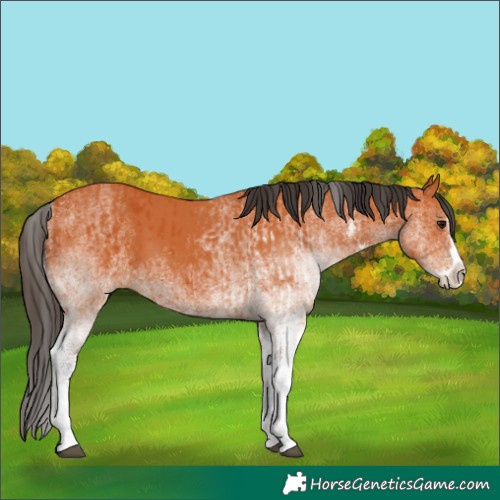 Horse Color:White Spotted Bay Splash  and White Spotted Bay Splash 