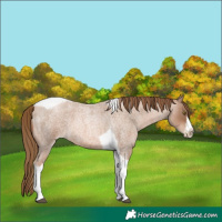 Horse Color:Liver Red Roan Pearl Tobiano Frame